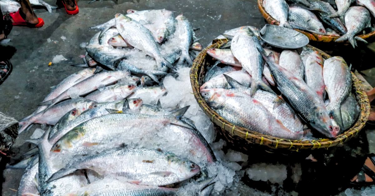 Hilsa Fish market in Siliguri surprise at the price of one kg