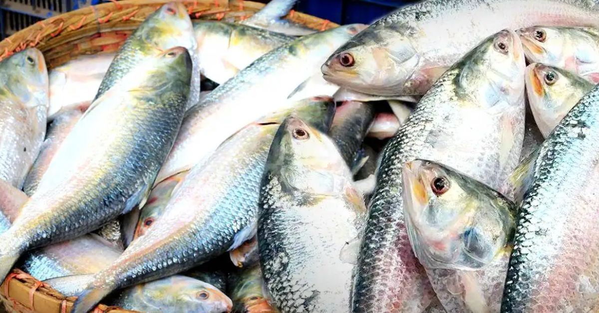 Hilsa Fish not being caught in nets price of silver grain may catch fire during Puja