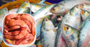 Hilsa Fish common people are shocked to hear the record price of Hilsa eggs in Chandpur 4200 taka per kg