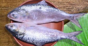 Hilsa Fish despite abundant supply prices of hilsa are skyrocketing buyers are suffering