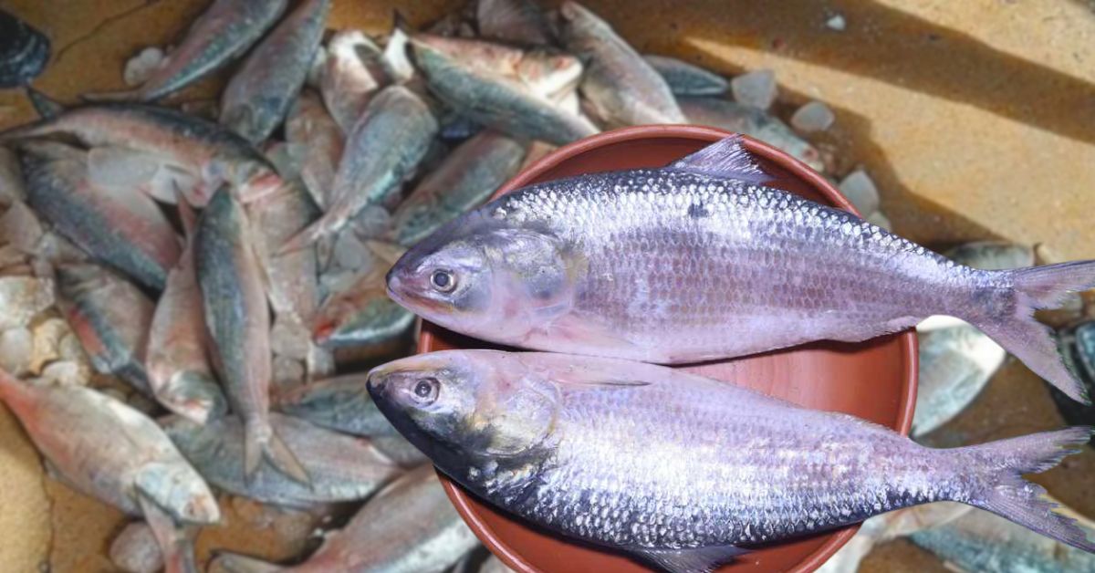 Hilsa Fish costs money the benefits are revealed for your body