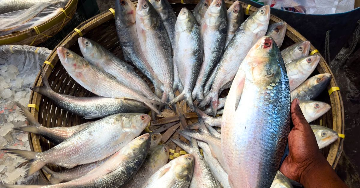 Hilsa Fish padmas silver grain is entering Kolkata do you know how cheap it will be