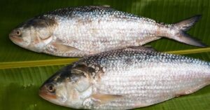  Hilsa Fish buyers are struggling to buy hilsa due to high prices