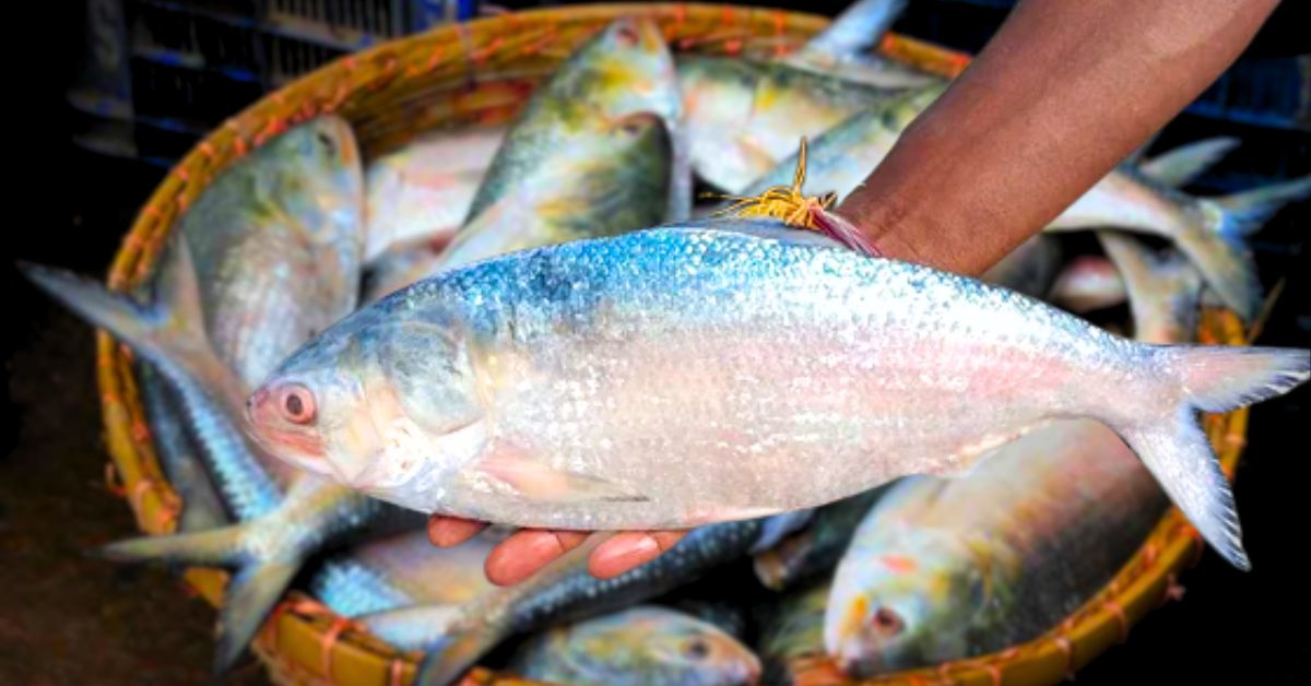 Hilsa Fish buyers are struggling to buy hilsa due to high prices