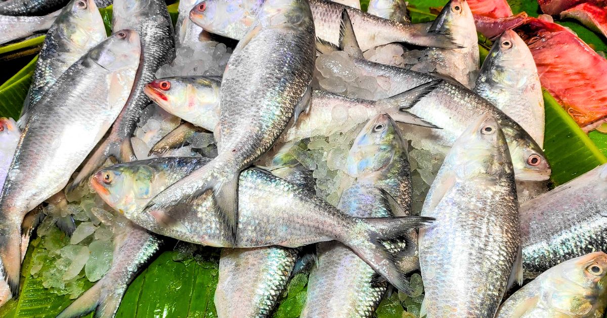 How much is different types of hilsa fish price in Kolkata market 