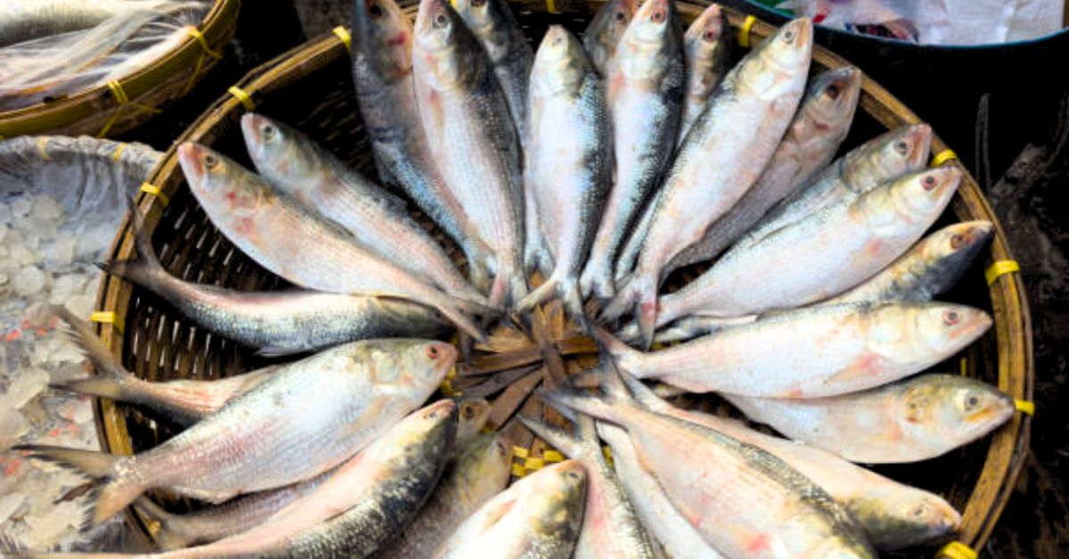 Hilsa Fish