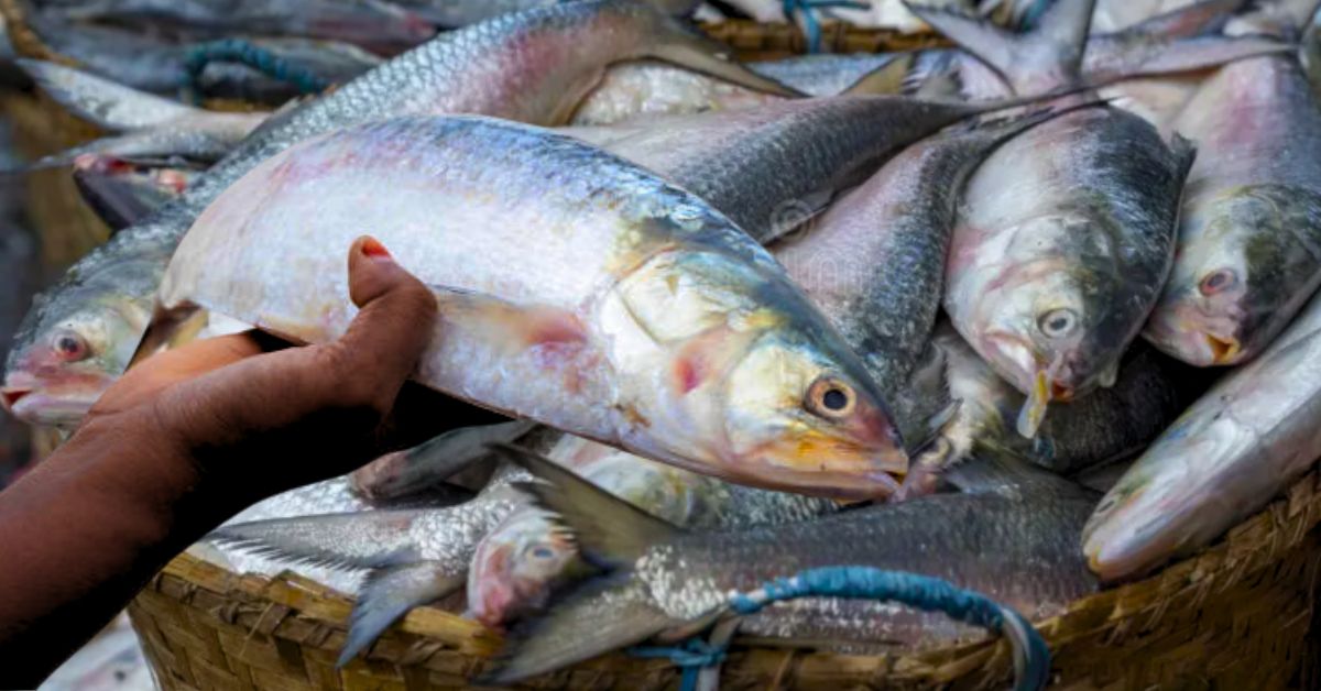 Hilsa Fish controversy over consuming hilsa oil experts express their opinions