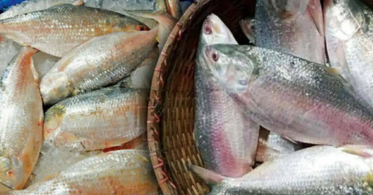 Hilsa Fish Howrah market is full of hilsa Do you know how the price is going