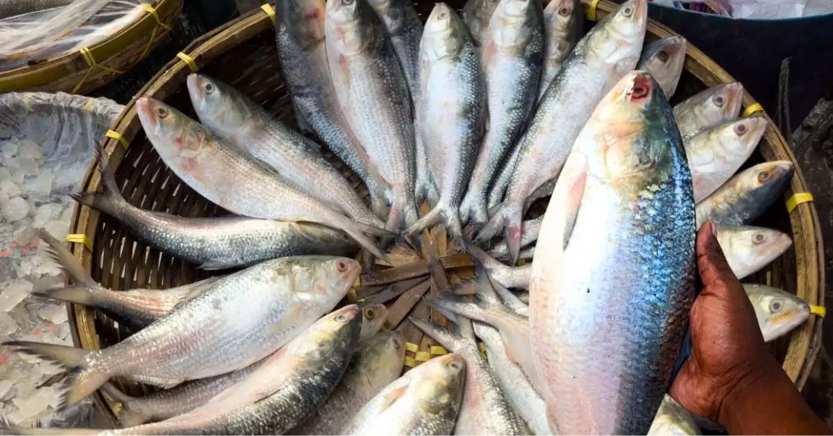 Hilsa fish top price in Bangladesh