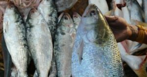 Hilsa Fish market in Siliguri surprise at the price of one kg