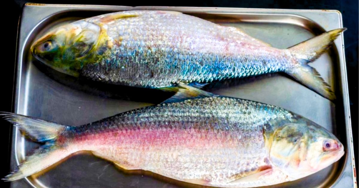 Will hilsa fish price go down before ranna pujo