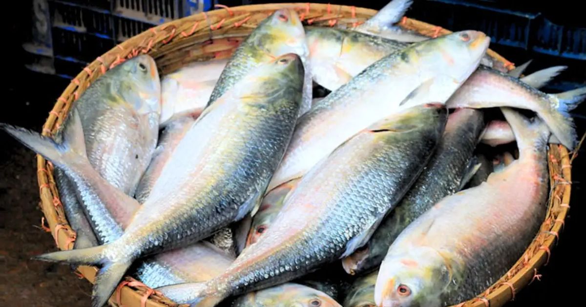 Hilsa fish sell in thali at this market