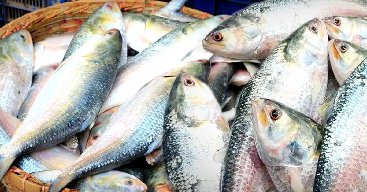 Hilsa Fish puja feast is complete without Hilsa the world's best test will be available in these 4 markets