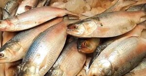 Hilsa Fish not being caught in nets price of silver grain may catch fire during Puja