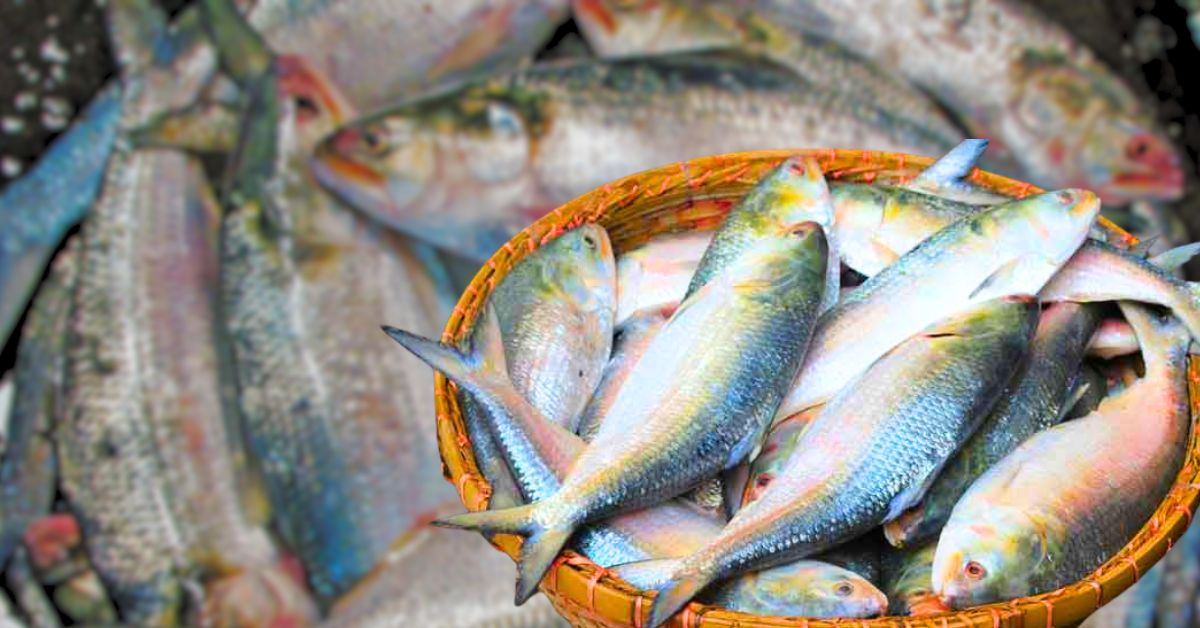 Hilsa Fish despite abundant supply prices of hilsa are skyrocketing buyers are suffering