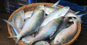Hilsa Fish costs money the benefits are revealed for your body