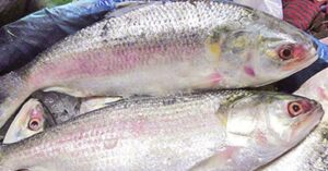 Hilsa Fish padmas silver grain is entering Kolkata do you know how cheap it will be