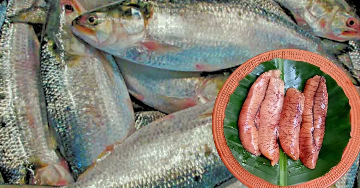 Hilsa Fish common people are shocked to hear the record price of Hilsa eggs in Chandpur 4200 taka per kg
