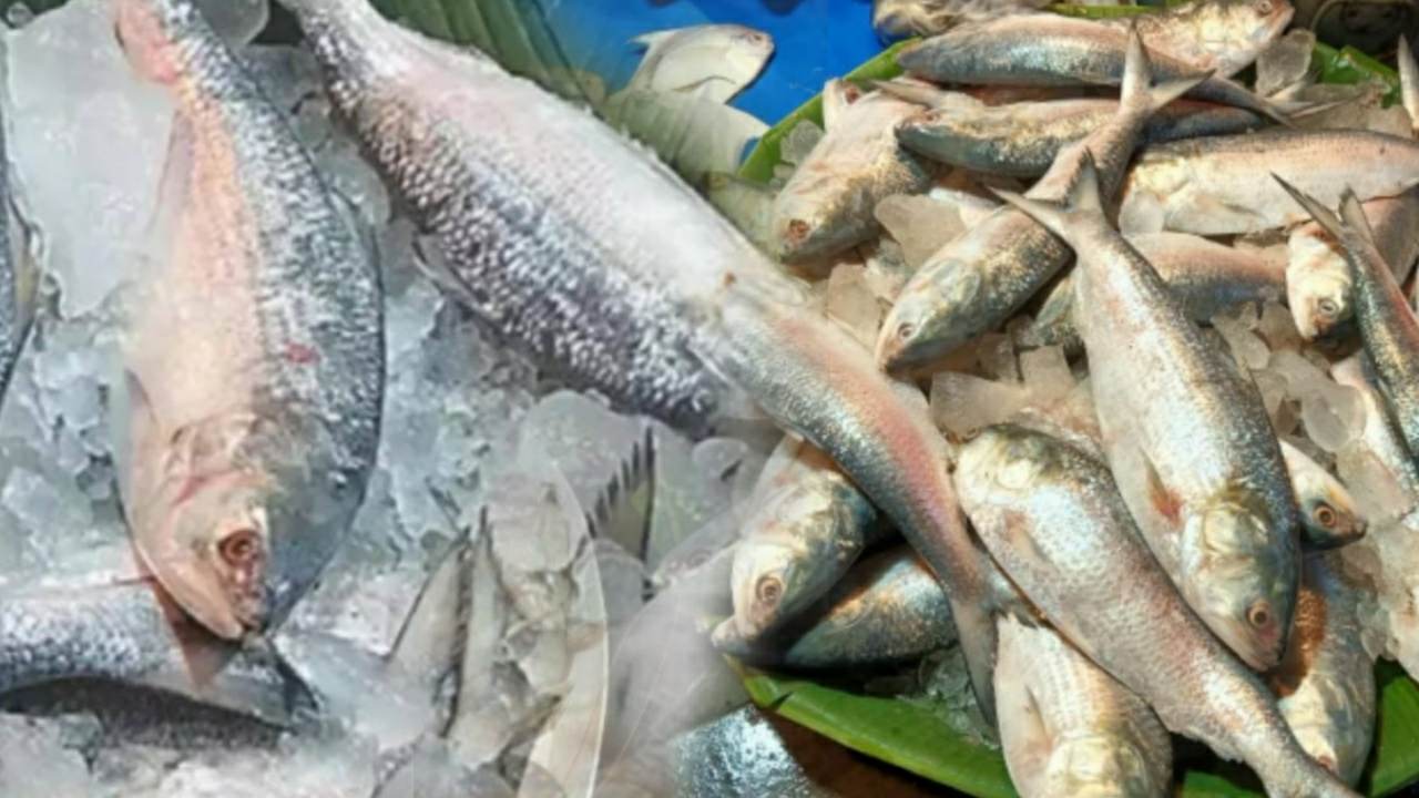 When will Kolkata market get Bangladesh hilsa fish 