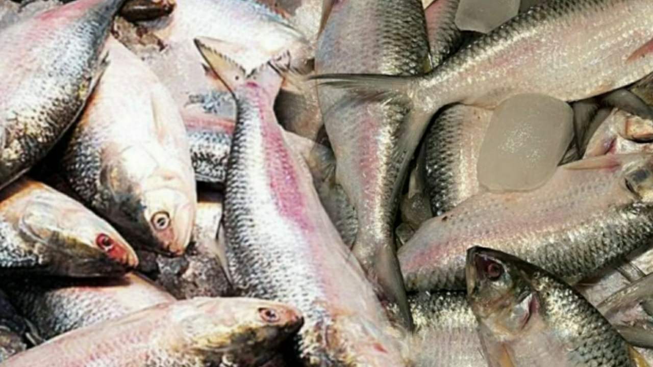 Chandpur hilsa fish price went up last 4 days