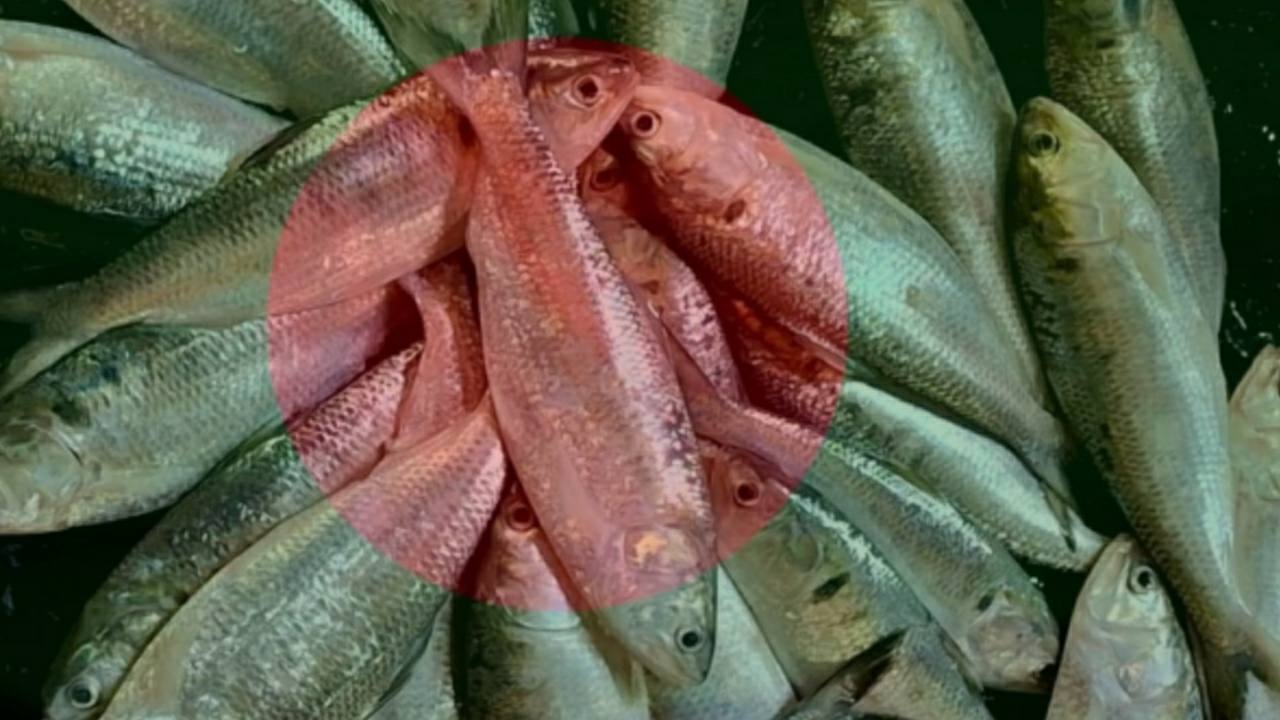 Bangladeshi people accused hilsa fish exporting in half price to india