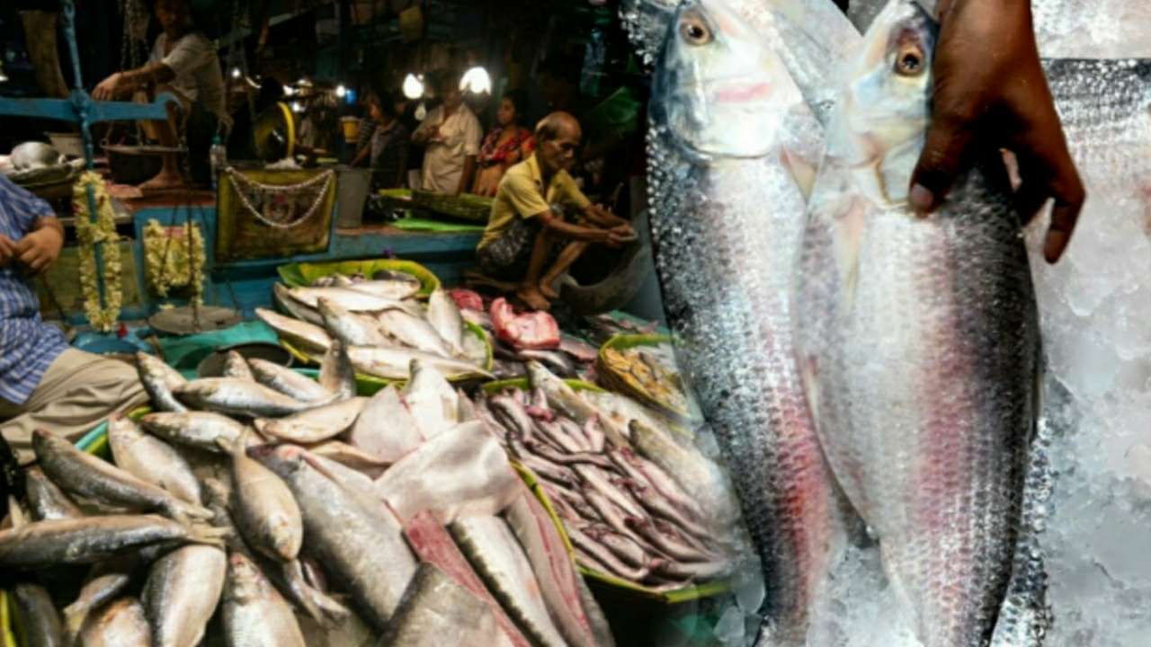 Expert tips to buy the right padma hilsa fish 