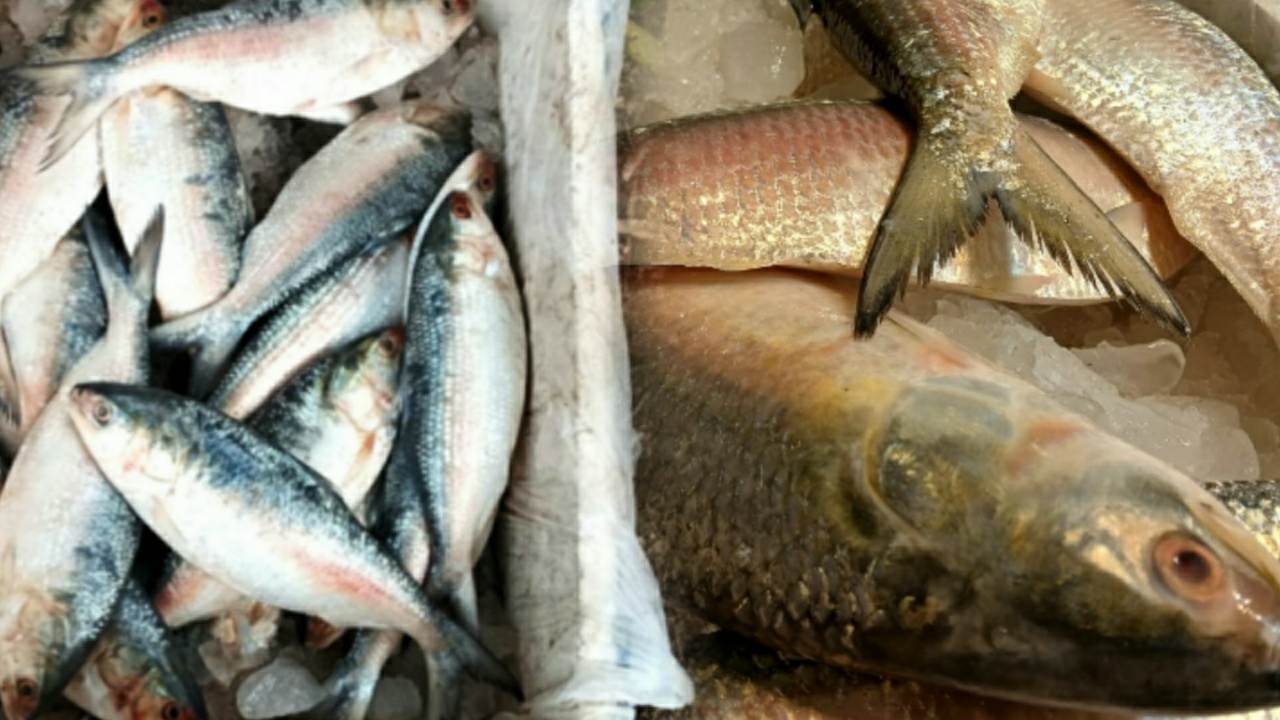 Padma hilsa fish low price in market