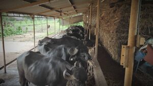 Akshay wrote amazing Success Story through his farm.