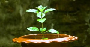 Tulsi Tree follow these care rules to save the basil plant say plant experts