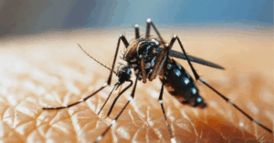 Dengue Alert in Kolkata Amid Festive Rains