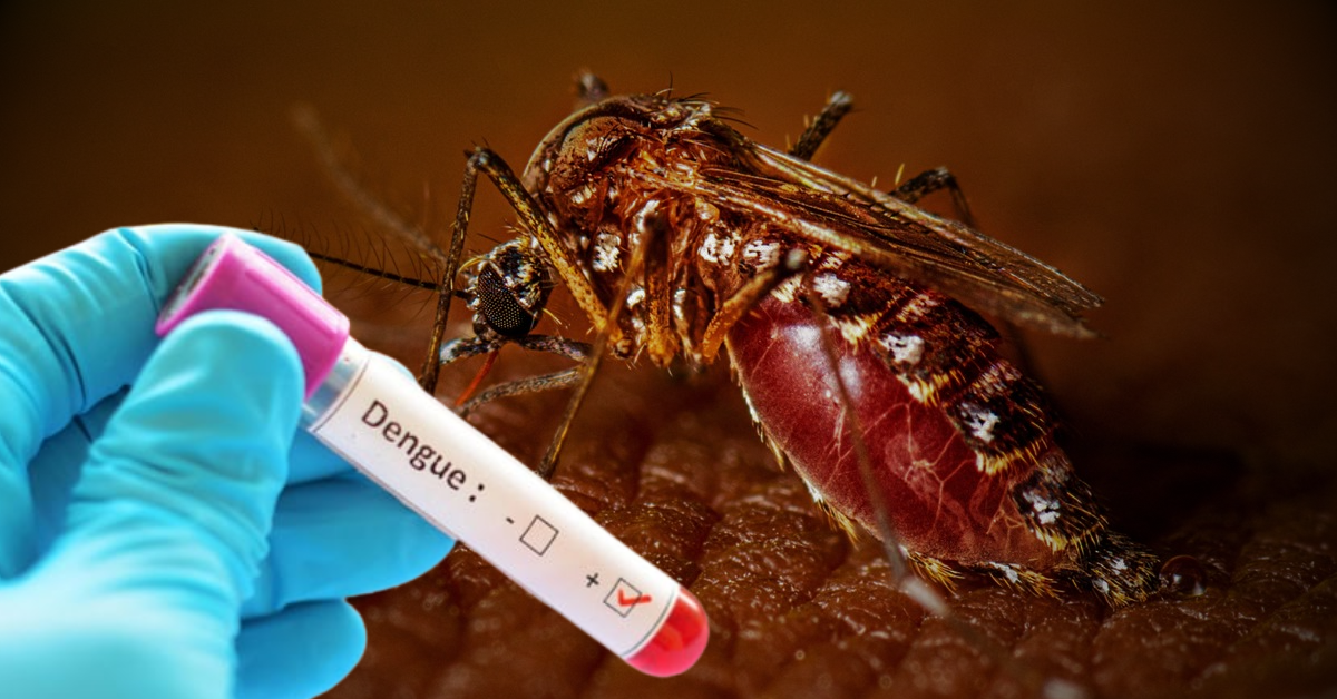 Dengue Alert in Kolkata Amid Festive Rains