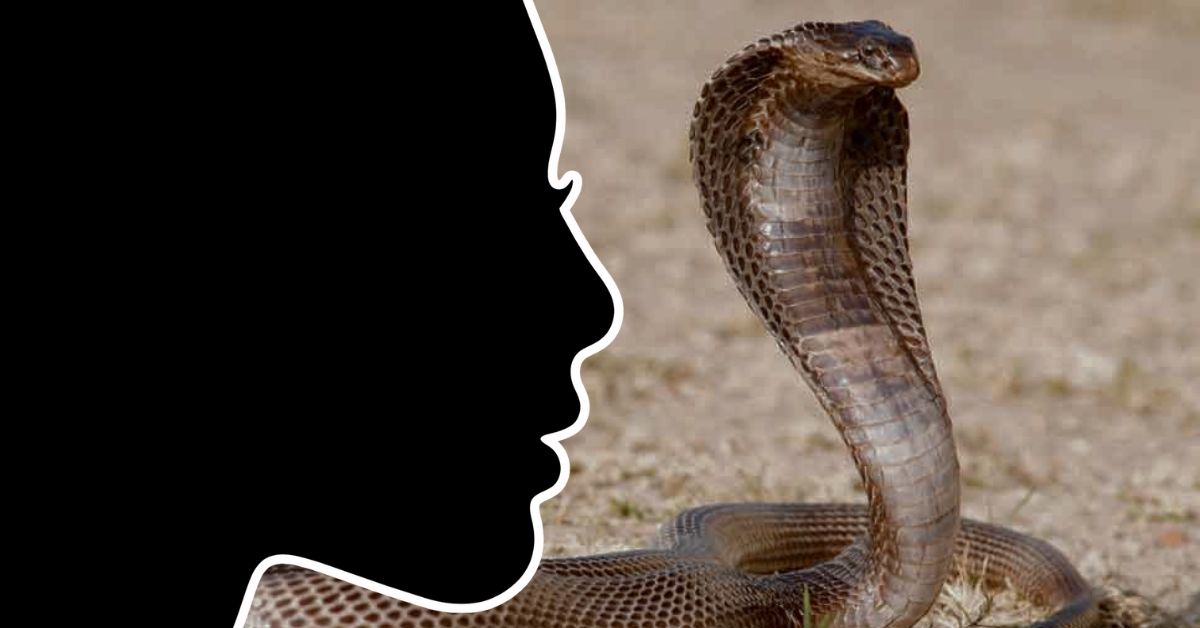 Kanpur tortured after marriage family releases snake into bride's house to demand dowry
