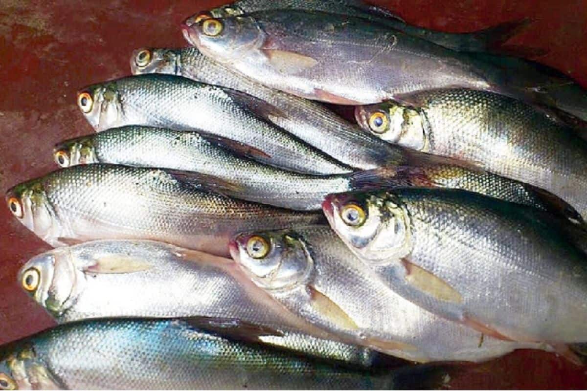 This fish is hilsa fish alternative 