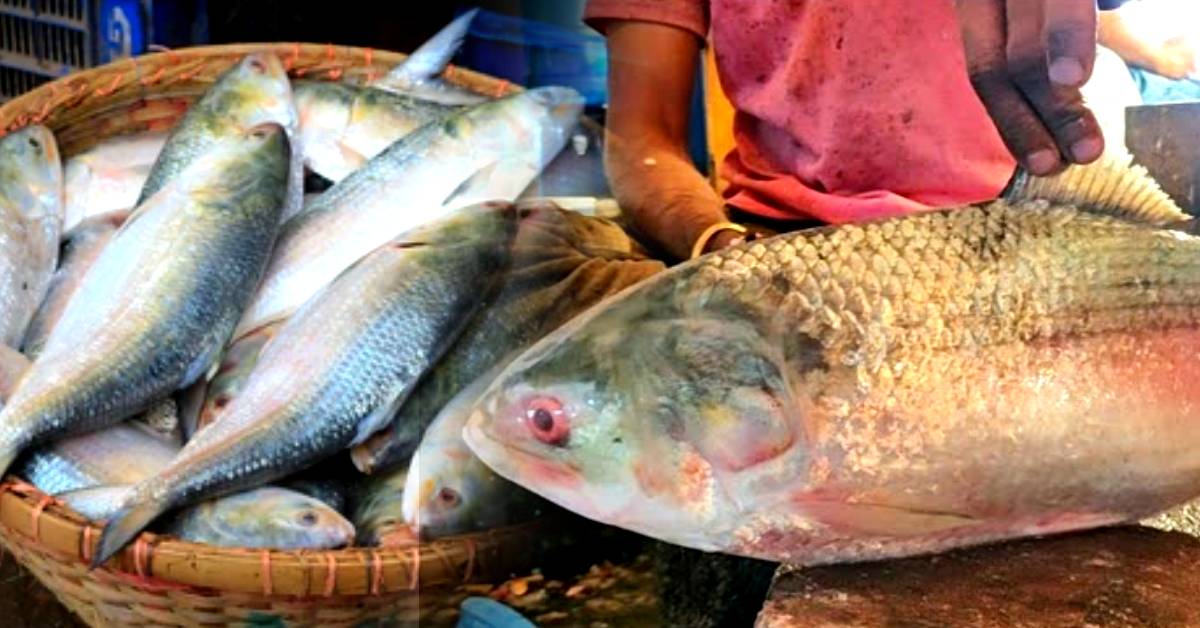 hilsa fish