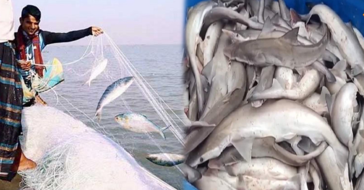 Illegal Sharks caught in hilsa fish nets are being traded in Kakdwip