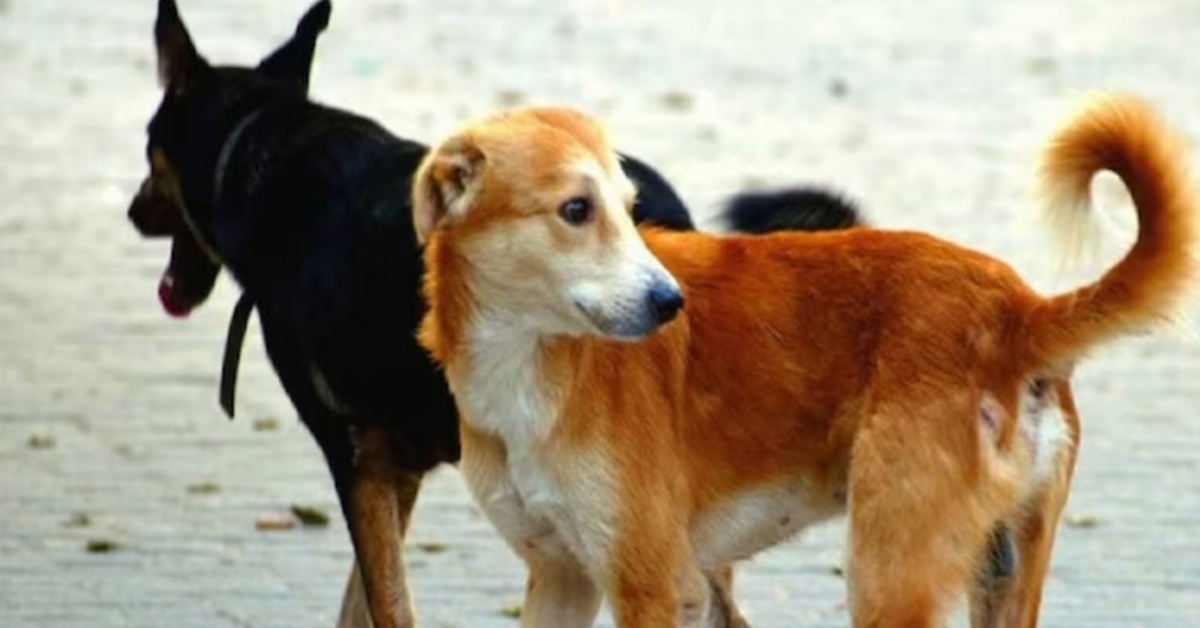 Horrific Torture of Stray Dogs in Chinsura News Shocks Everyone