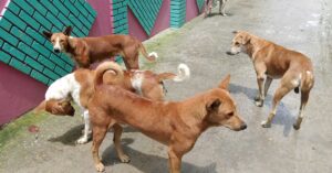 Horrific Torture of Stray Dogs in Chinsura News Shocks Everyone