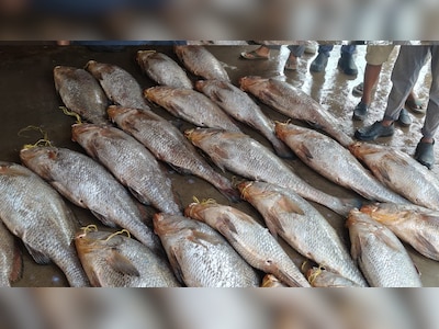 Rare fishes caught in digha mohona 