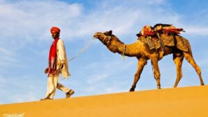 Will camels disappear from India?