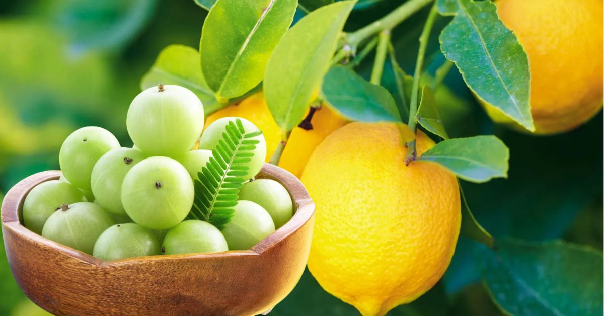 Health which is more effective for weight loss: lemon water or amla