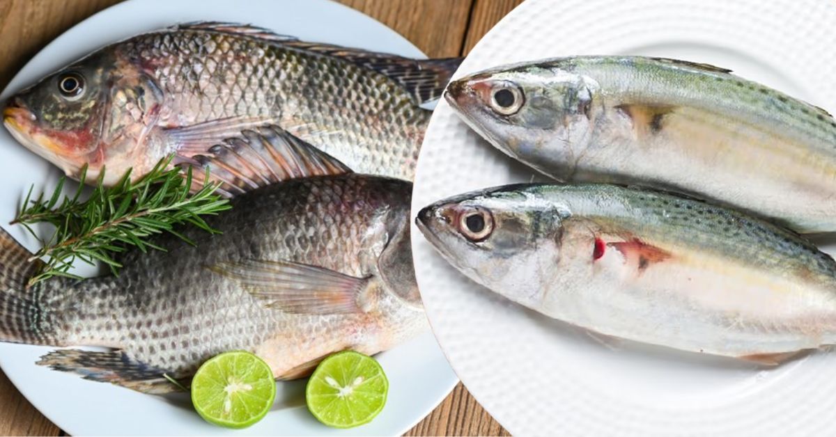 Health horrifying information from doctors about dangerous chemicals mixed in familiar fish