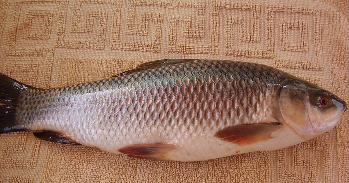 Health the secret to losing weight! Include these 5 fish in your diet at least once