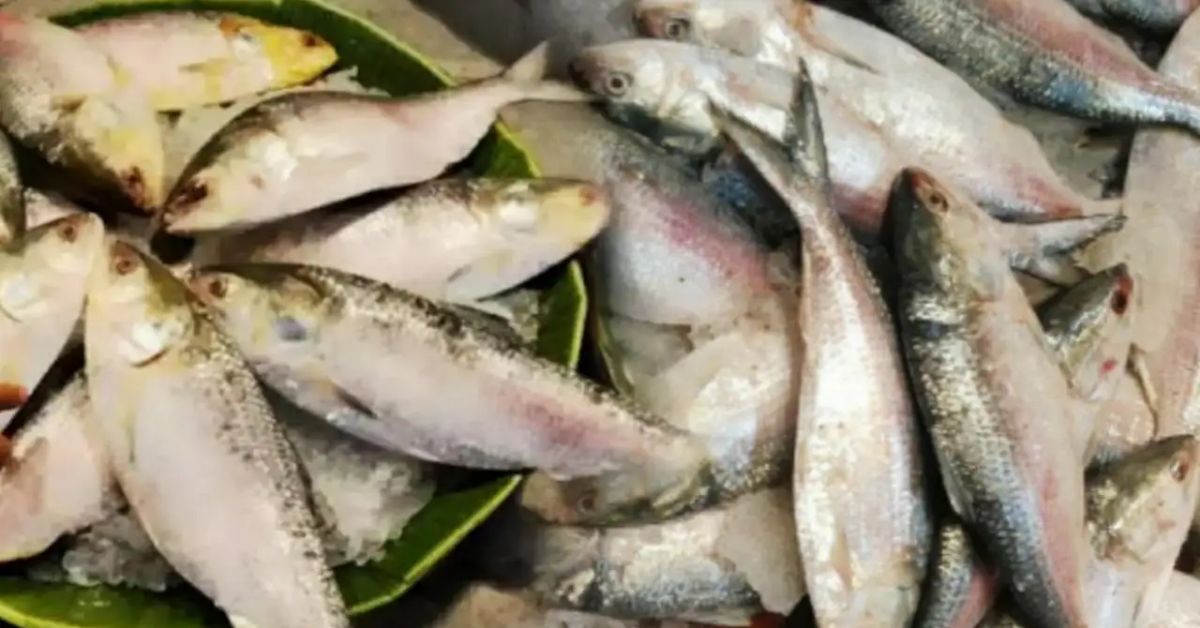 Hilsa Fish are arriving in large numbers in the market before winter