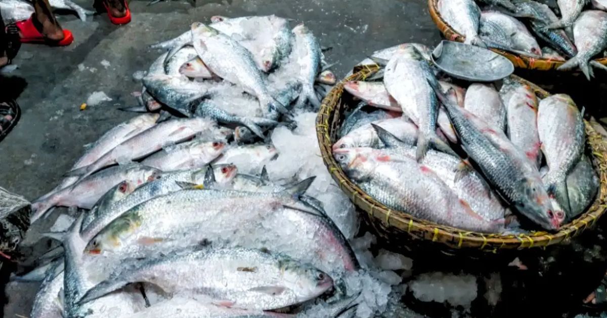 Hilsa Fish record sale of 3.4 kg hilsa fish lovers shocked