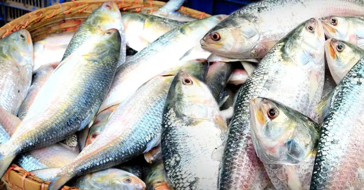Egg filled Hilsa Fish price dropped