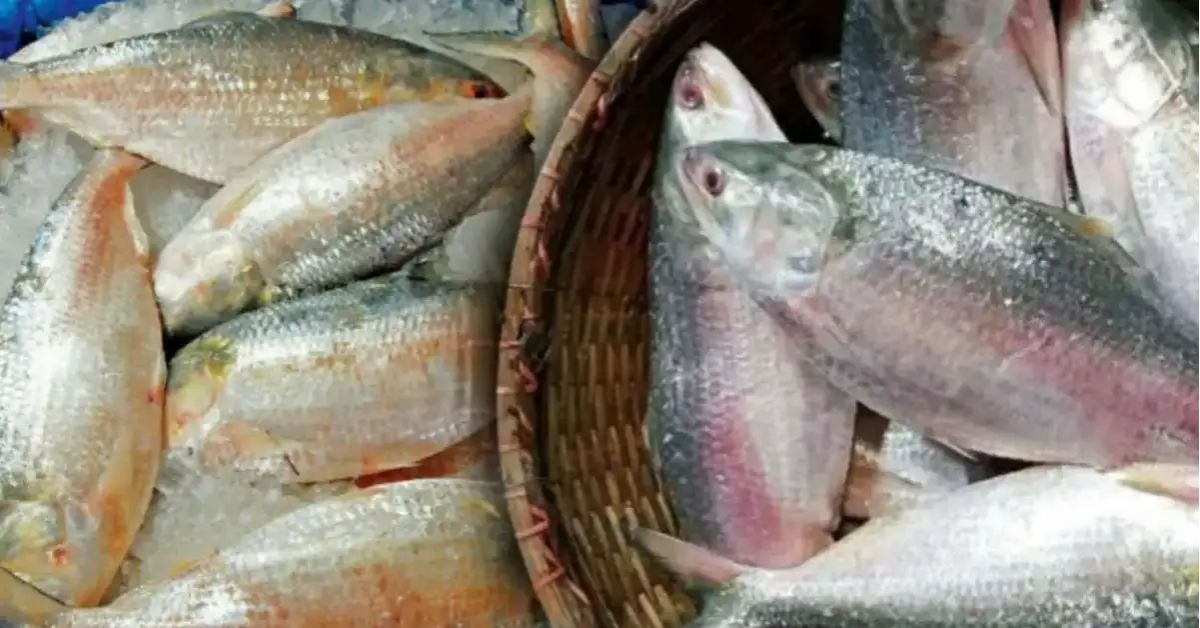 Hilsa Fish before kali puja what is the price in the market