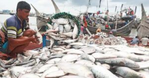 Hilsa Fish stopped on the orders of the fisheries department! fishing ban imposed
