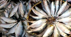 Hilsa Fish are arriving in large numbers in the market before winter