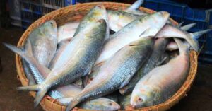 Hilsa Fish record sale of 3.4 kg hilsa fish lovers shocked
