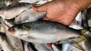 Bangladesh takes big step to save Hilsa Fish.